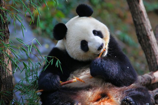 南京紅山森林動物園，秋色怡人