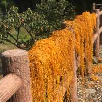 Persimmon Season in Guangdong 