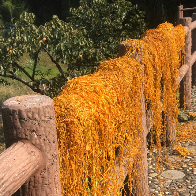 Persimmon Season in Guangdong 