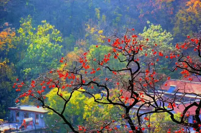 In a place of lifelong infatuation, there are no dreams to Huizhou
