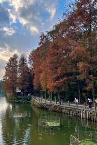 深圳拍照 新年去仙湖植物園看一次落羽杉吧