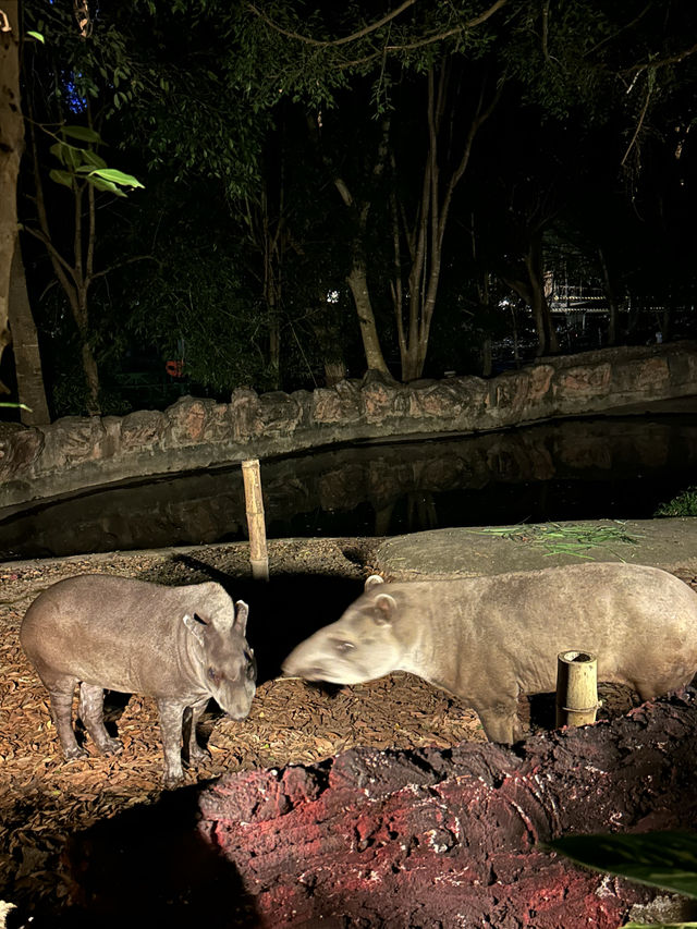 在清邁夜間動物園打卡，親密接觸可愛的動物