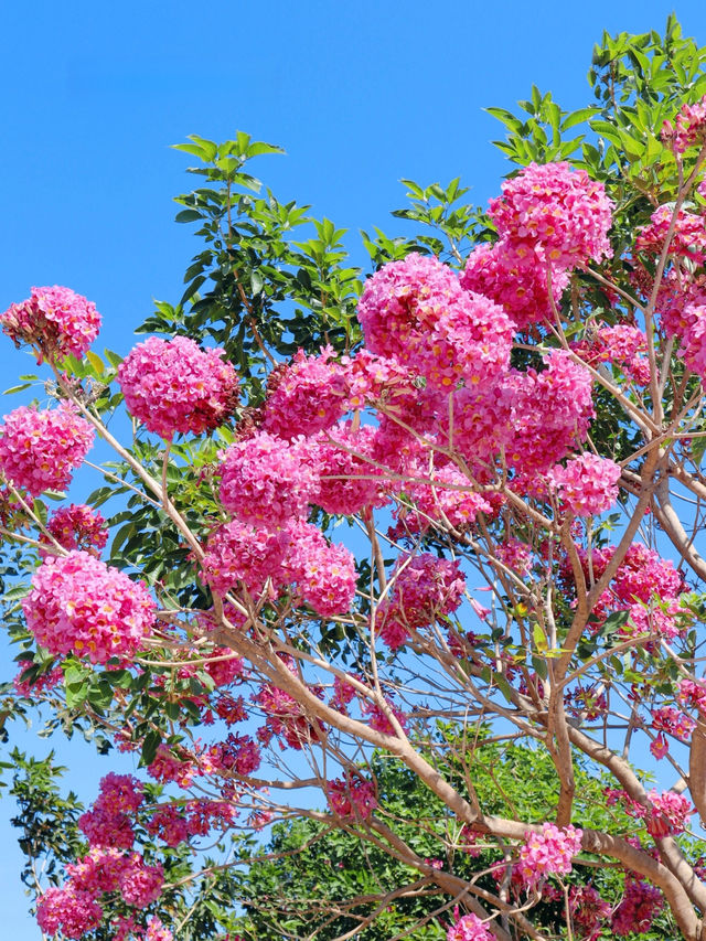 陸河紫花風鈴木