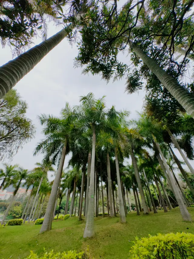 My Campus View (III) Xiamen University