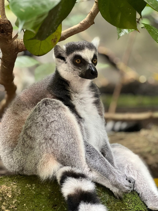 來新加坡不去逛動物園我會很傷心的