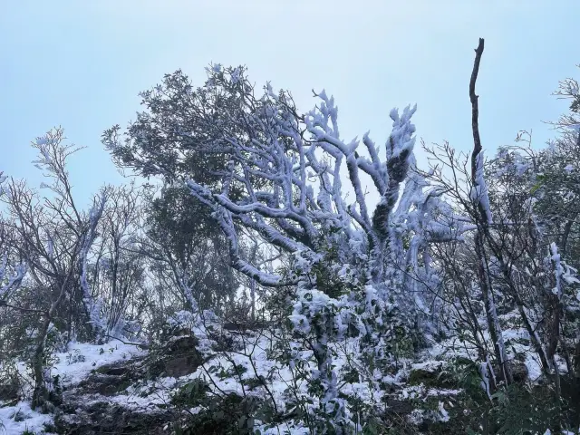 The romantic winter belongs to Nanning | Daming Mountain rime The rime condenses to make every grass and tree bloom with silver flowers in winter