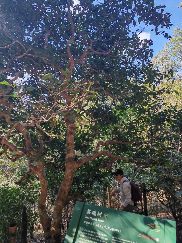 景迈山登山深度體驗攻略-看雲海觀日落，走茶林品茶香尋秘古村落