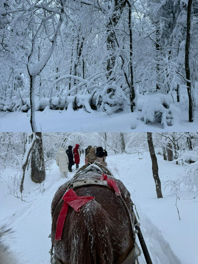 一個人去了長白山，讓我崩潰了