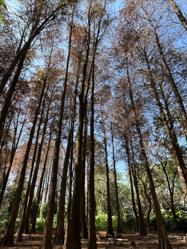 洪湖公園的 紅
