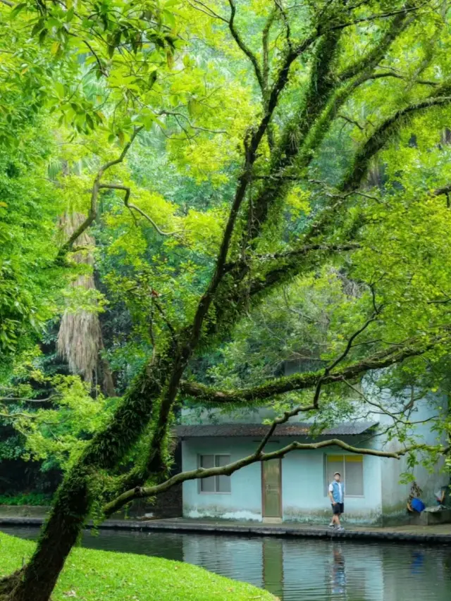 大データは、私と同じように緑色と清新さが好きな人にお願いします！