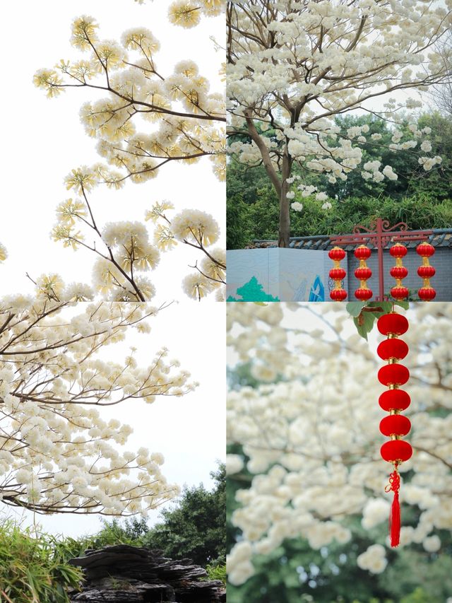 廣州罕見的白花風鈴木，要去的要抓緊衝