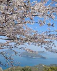 日本櫻花·一個人旅行·重新認識自己的機會