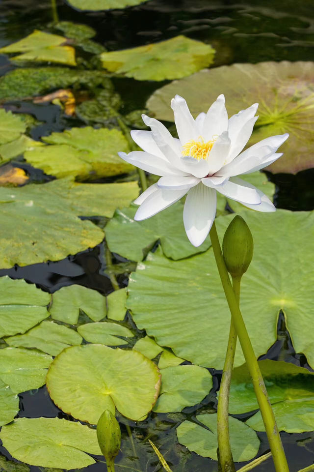 香港賞花好去處，蓮池的蓮花正當時！