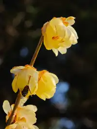 明孝陵|沉醉在腊梅花的香氣裡不捨得離開