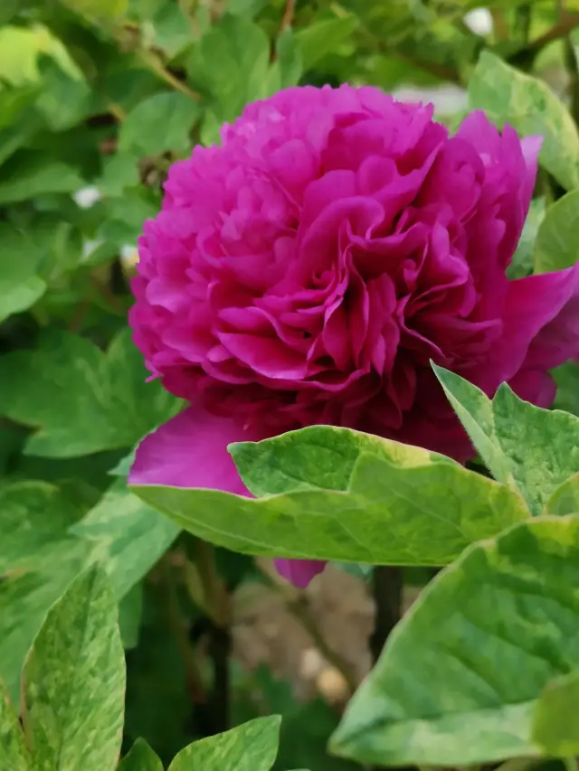 Wangcheng Park, a secret ancient-style flower viewing spot! Hey friends!