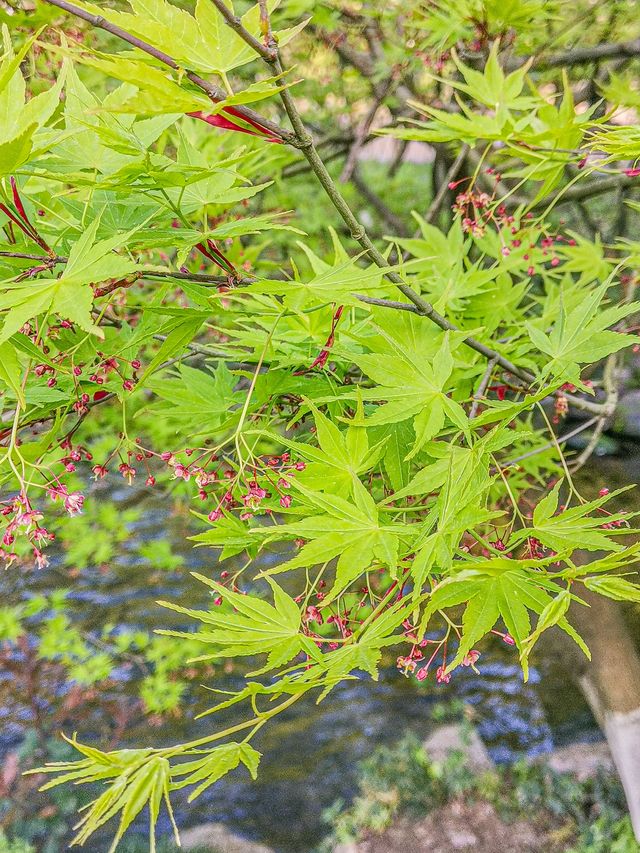 三月踏春西湖週末遊走起