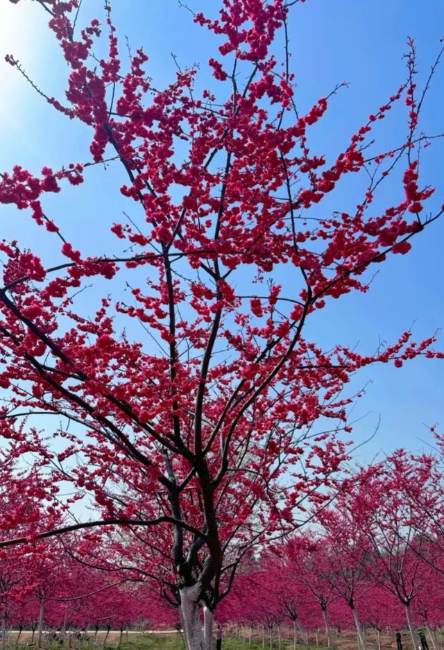 去芜湖兩千畝花海看櫻花啦！