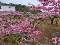 開了，開了，這裡桃花正艷