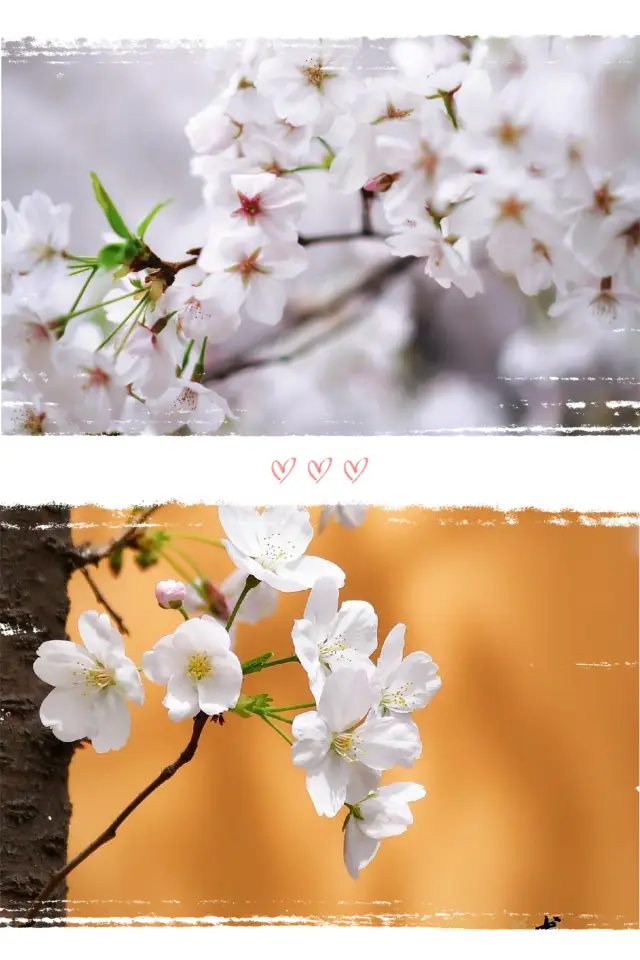 龍華寺の桜は、どれもこれも競って美しく咲いています