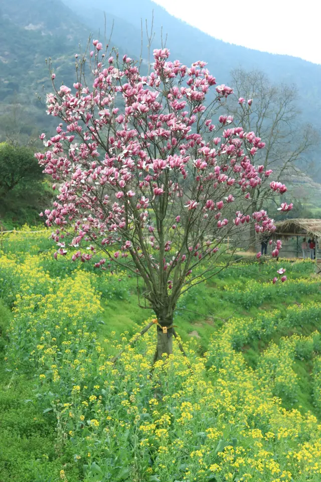 3月14日婺源油菜花客流，堵車，索道排隊實測