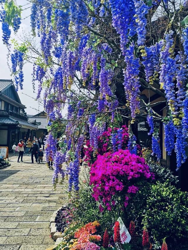 無錫｜你玩得可真花啊！拈花一笑濯俗塵｜拈花灣自駕賞花指南