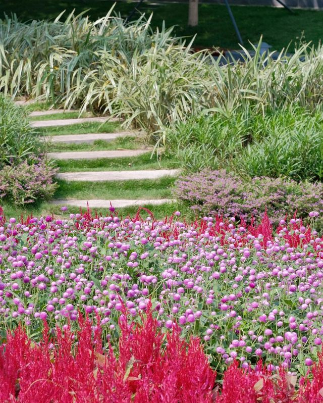 深圳女娲海濱公園/赴一場“花”“海”之約