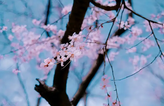 Great places to enjoy flowers in Hohhot, Inner Mongolia!
