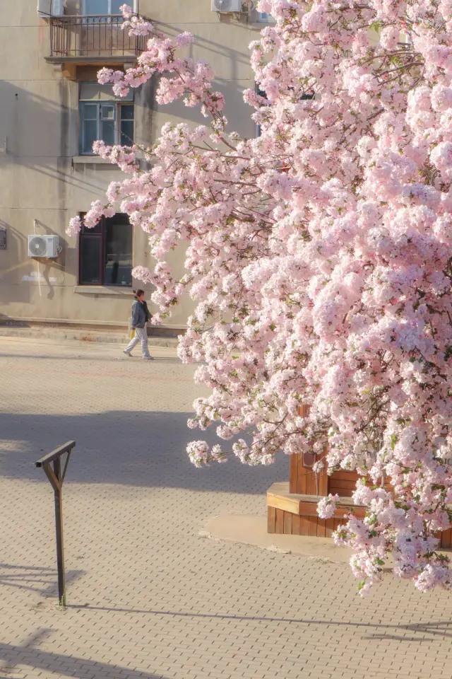 다음에 대련의 봄은 이렇습니다|