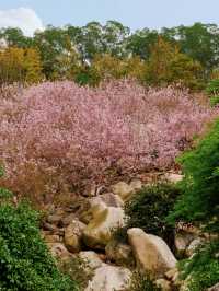 漳州石岩植物園，我幫你們去過啦