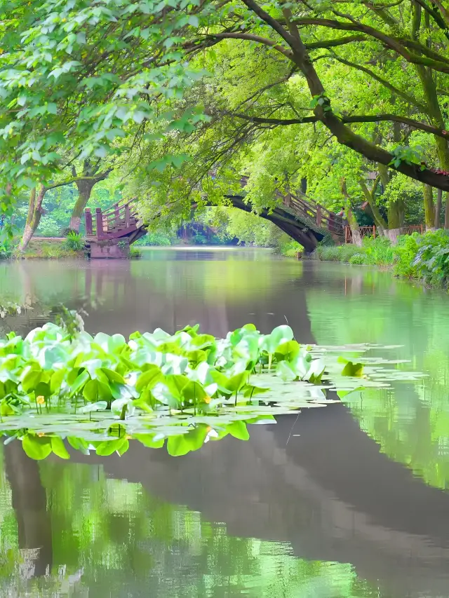 The misty rain in the south of the Yangtze River paints a beautiful picture, and the grand scenery of the world comes with spring