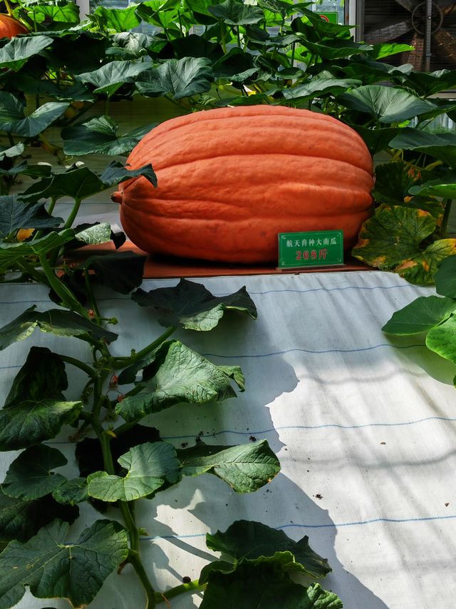 蘭陵國家蔬菜公園 一站式遊玩好去處 推薦打卡！
