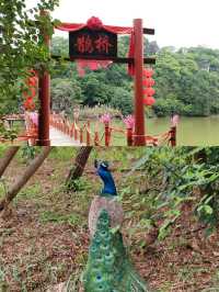 肇慶|濕地公園