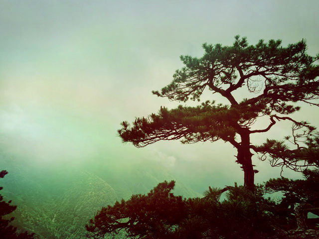 龍泉山絕壁奇松--媲美黃山