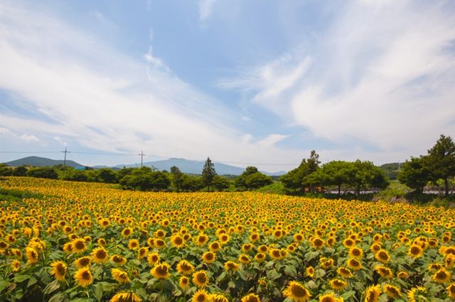 濟州小眾景點→韓劇鏡頭既視感。