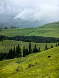 恰西森林公園:秘境中的綠色寶藏。