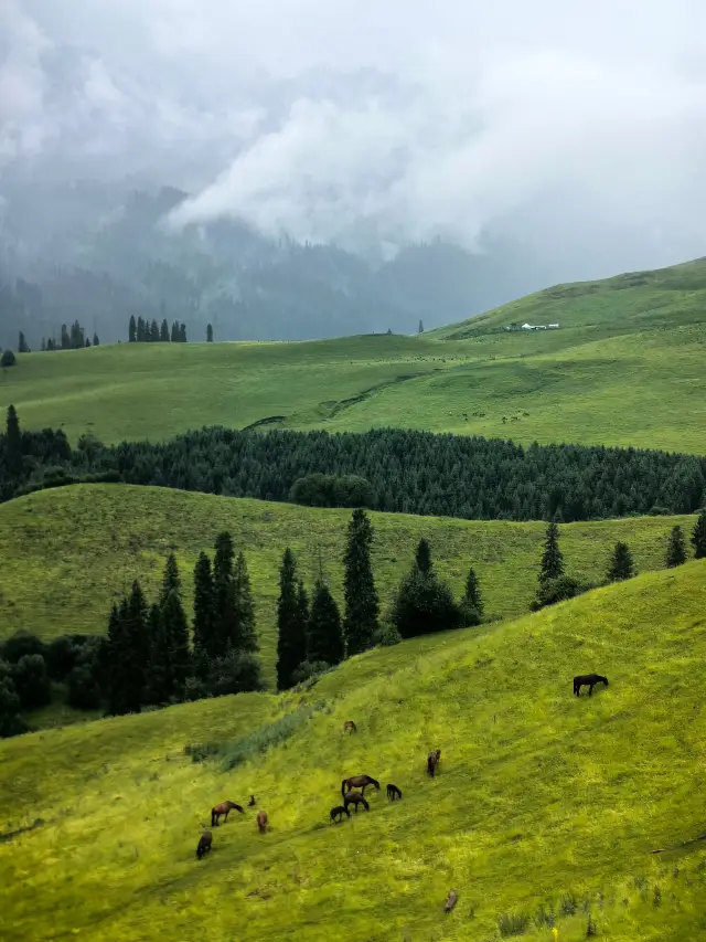 Chaxi Forest Park: A Green Treasure in a Hidden Realm
