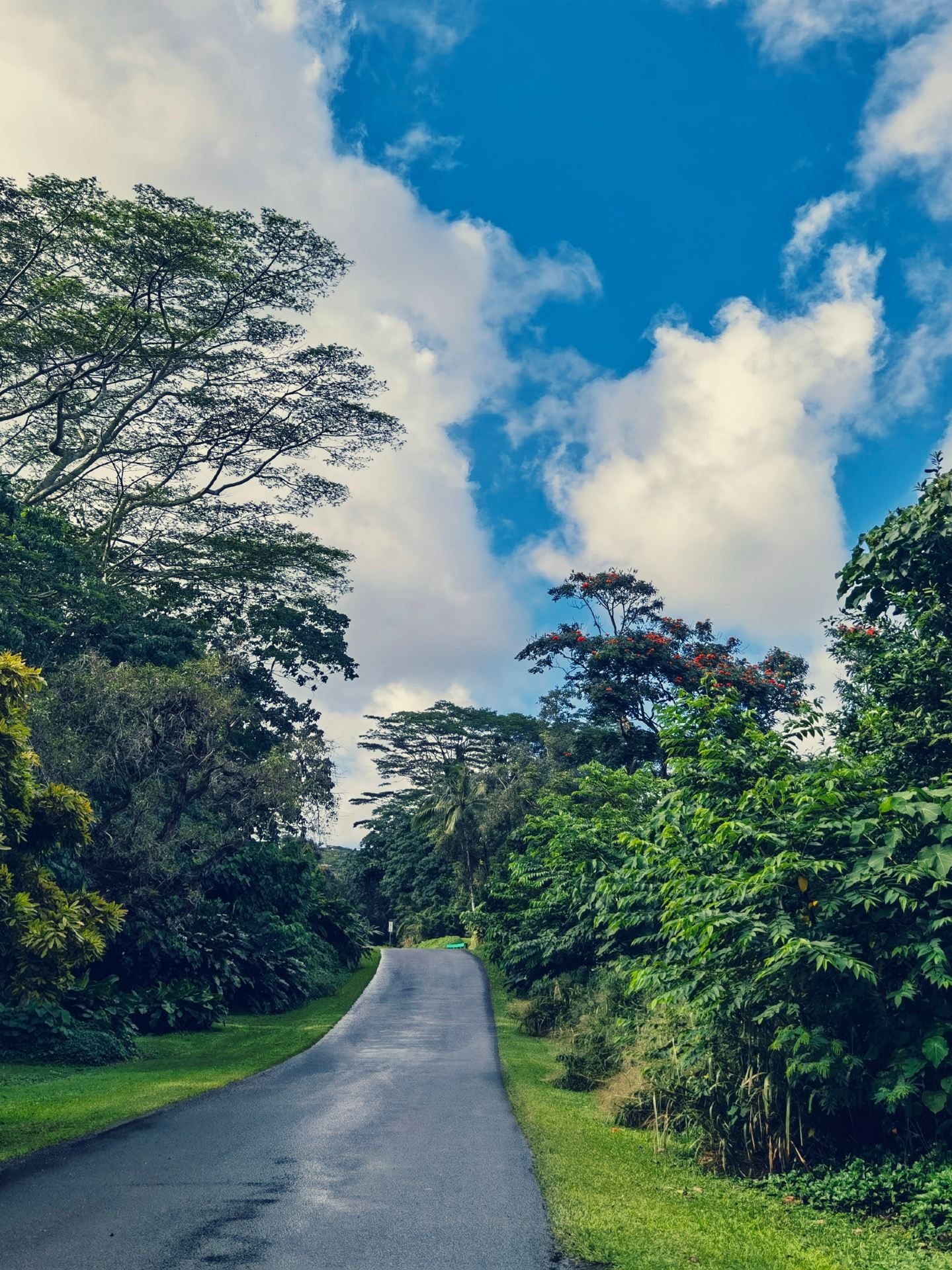 You can't drive, right? How to travel around Hawaii without a car