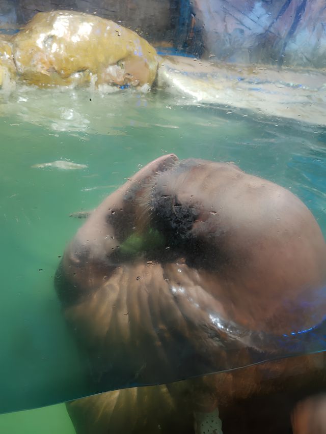 暑假帶娃嗨翻天，武漢極地海洋公園超全攻略來啦