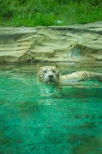 剛回來！！杭州野生動物世界夏日暢玩攻略