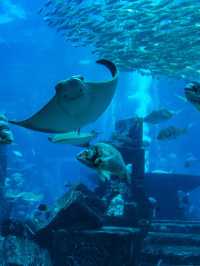 🌴🐠 Dubai's Top Family-Friendly Attractions Revealed! 🎢🐧