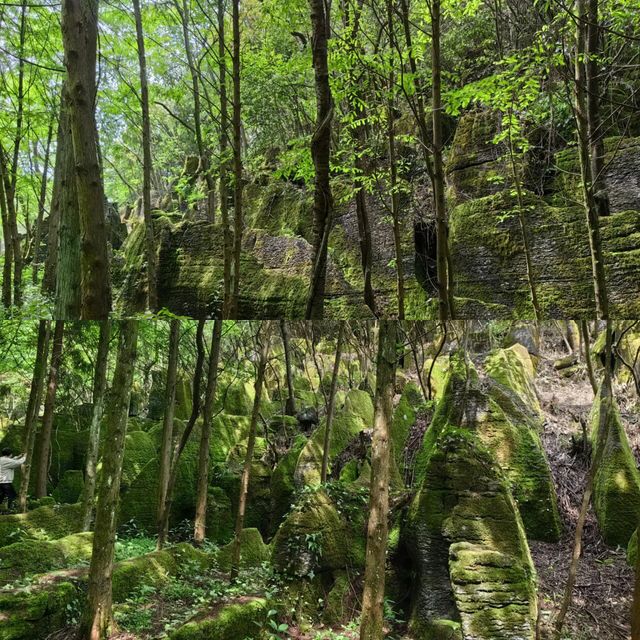 天然大氧吧之八大公山