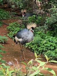 昆明圓通山動物園