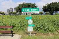 向日葵開花了，還不快去看！。