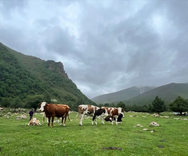 祁連山冰溝河景區。
