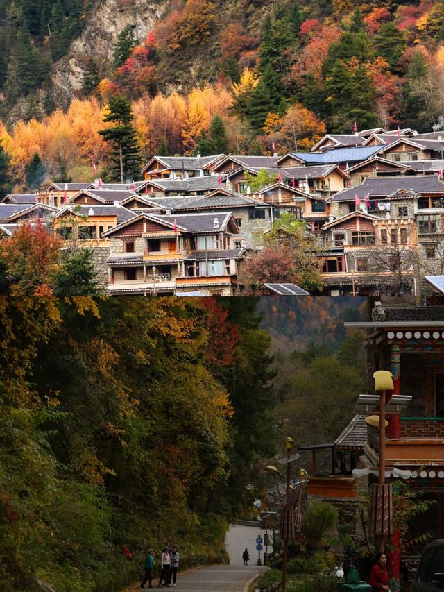 川西的秋景！比起四姑娘山，我更愛這個免費彩林。