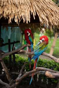 不知道哪裡遛娃？南通森林野生動物園餵水豚！