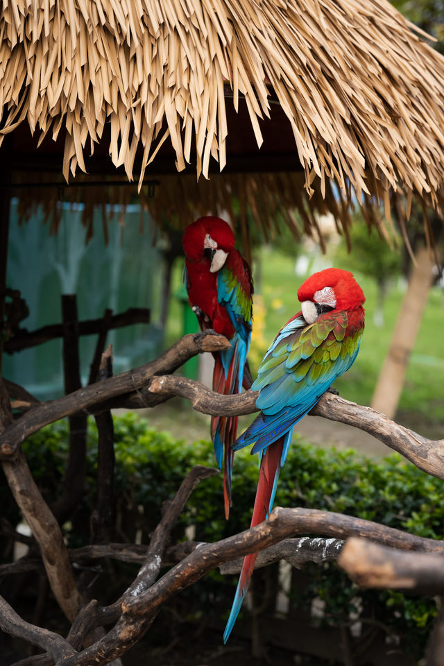 不知道哪裡遛娃？南通森林野生動物園餵水豚！