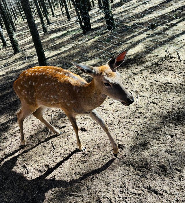 哈達門國家森林公園。