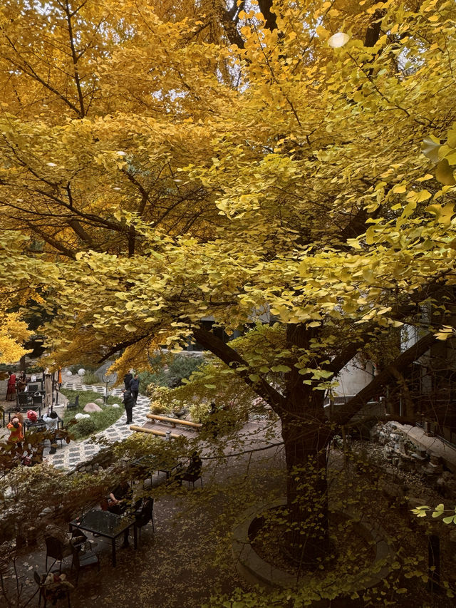 京都瑠璃光院替代景點｜免費欣賞北京最頂級銀杏。