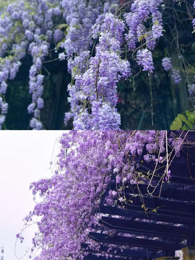 接下來的長沙，是千萬次的春和景明。